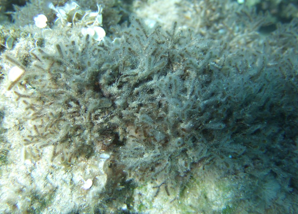 Cladostephus sp.